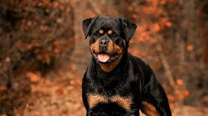 rottweiler wallpapers top free