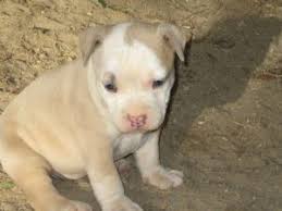 Xxl pitbull puppies for sale california. American Pit Bull Terrier Puppies In California