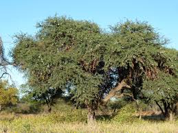 Image result for Acacia erioloba