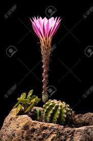 Easter lily cactus, domino cactus, echinopsis subdenudata. Echinopsis Subdenudata Commonly Called Domino Cactus Cactus Stock Photo Picture And Royalty Free Image Image 146169742