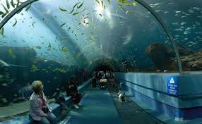You Ll Forget Its Raining With These Awesome Indoor Activities Georgia Aquarium Aquarium Places To Go