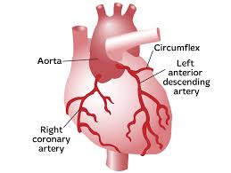 Maybe you would like to learn more about one of these? How The Heart Works Heart Foundation