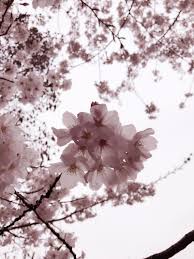 Check spelling or type a new query. Wisata Musim Bunga Sakura Di Nanjing Travel Notes Perjalanan China