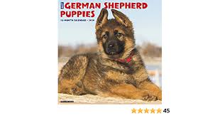 Check spelling or type a new query. Just German Shepherd Puppies 2020 Wall Calendar Dog Breed Calendar Willow Creek Press 0709786050642 Amazon Com Books
