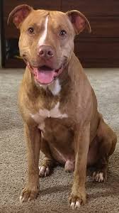 Levi the stumpy tailed Octopus killer dog