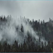 See more ideas about forest wallpaper, wallpaper, aesthetic wallpapers. Forest Aesthetic