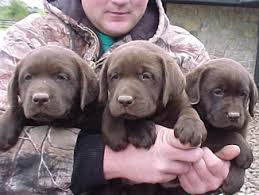 We are expecting a great range of colors and extra sweet temperments from these two perfect. Lab Puppy For Sale In Ny Petswall