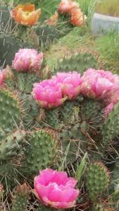It's not a big fan. Cold Hardy Opuntia Prickly Pear Flowers Cactus Flower How To Grow Cactus
