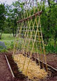 This type of bamboo garden trellis is great for growing tomatoes, beans, cucumbers, etc. My Gardening Pins Bamboo Garden Teepee Trellis Pea Trellis