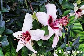 Image result for Hibiscus fuscus