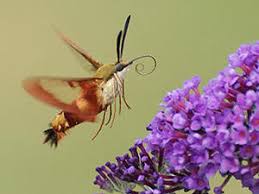 We did not find results for: Hummingbird Moth Clearwing Moth