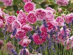 We did not find results for: Le Rose Inglesi Colore Profumo Ed Eleganza In Giardino Rose In The Wind