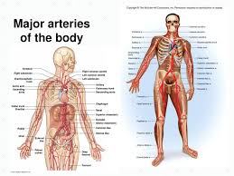 These are a reflection of the major forces driving social. Chapter 21 Blood Vessels And Circulation Ppt Download