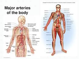 Between ventricle and major vessels. Chapter 21 Blood Vessels And Circulation Ppt Download