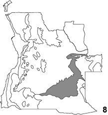 Image result for Chamaeclitandra henriquesiana