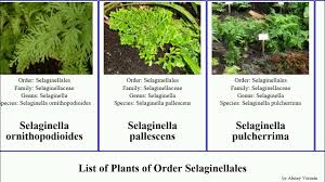 Image result for Selaginella buchholzii