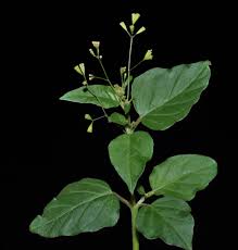 Image result for Boerhavia