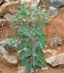 Image result for Nicotiana glauca