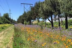 There's been a fair bit about bees in the news this week as friends of the earth launched their new campaign the bee cause. Richmond Delivers Wildflowers For Bees At City Park