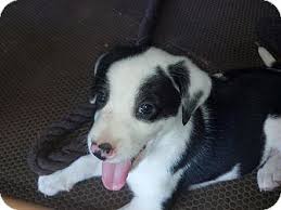Help a lab in need. Fairlee Vt Labrador Retriever Meet Double Stuff A Pet For Adoption