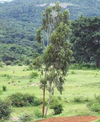 Image result for Eucalyptus grandis