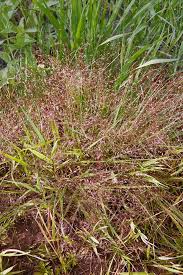 Image result for Eragrostis pallens