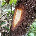 Image result for Harungana madagascariensis