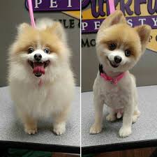 Siteground Web Hosting Dog Grooming Pet Grooming Grooming Shop