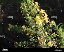 Image result for Hypericum revolutum