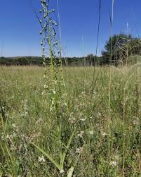 Image result for Habenaria nyikana