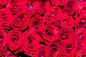 Maybe you would like to learn more about one of these? Bouquet Of Red Roses A Lot Of Fresh Roses A Bouquet Of Flowers Red Petals Stock Photo Picture And Royalty Free Image Image 130127130