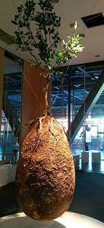 The pods are made from starch and other organic, easily degradable materials. Capsula Mundi The Biodegradable Urn To Become A Tree After Death
