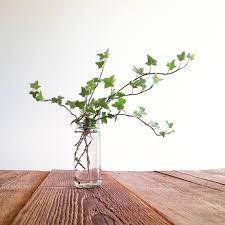 Hedera Helix English Ivy Water Propagation Plants Propagation Plant Babies Plants In Jars Plants At Home Living With Plants Plants In Jars Indoor Vines Plants