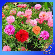 Bunga ros jepun segalanya tentang tumbuhan. Real Live Plant Portulaca Japanese Rose Bunga Pokok Ros Jepun With Pot Gardening Deco Lazada