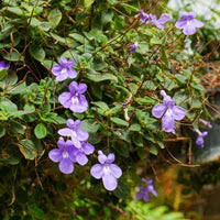 Image result for Streptocarpus eylesii