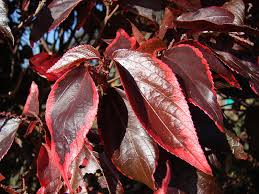 Image result for Acalypha fimbriata