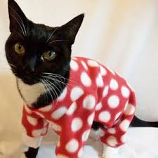 Como Hacer Ropa Para Gatos No Te Lo Pierdas