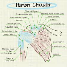 How To Self Diagnose Your Shoulder Pain Breaking Muscle