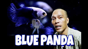 Ikan cupang bbl(blue black light) adalah jenis cupang blue black yang memiliki badan berwarna hitam pekat. Blue Panda Yang Cantik Menawan Youtube