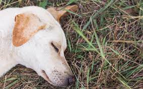 Chiggers The Mite With The Bite Causing Misery To Dogs And Their Owners