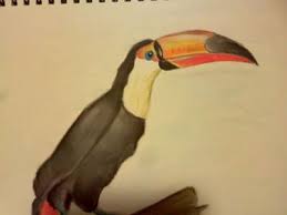 How to draw animals little tocan. Toucan