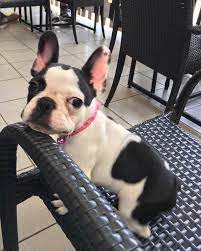 I have a selection of dog walking and cat sitting. The 10 Best Pet Sitters Services Near Me With Prices Reviews