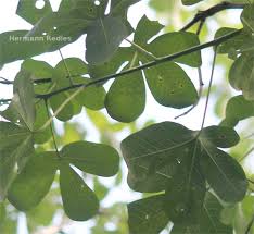 Image result for Manihot glaziovii