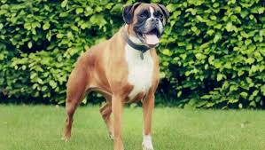 En Iyi Koruma Kopekleri Canlilar Net