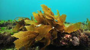 Image result for Cavacoa