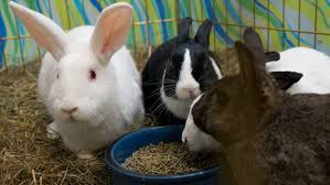 Where To Get Your New Rabbit The Humane Society Of The United States