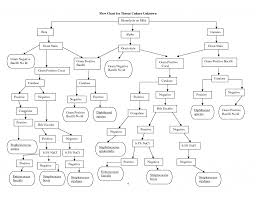 Example Flow Chart Science Flowchart To Identify Unknown