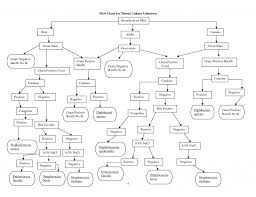 Example Flow Chart Science Flowchart To Identify Unknown