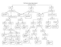 example flow chart science flowchart to identify unknown