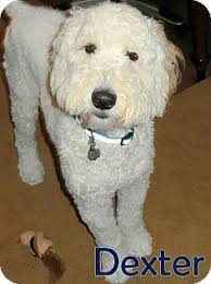 If two labradoodles are mated together, this is known as f2. 330 Our Adoptable Dogs Ideas Labradoodle Goldendoodle Poodle Mix Labradoodle